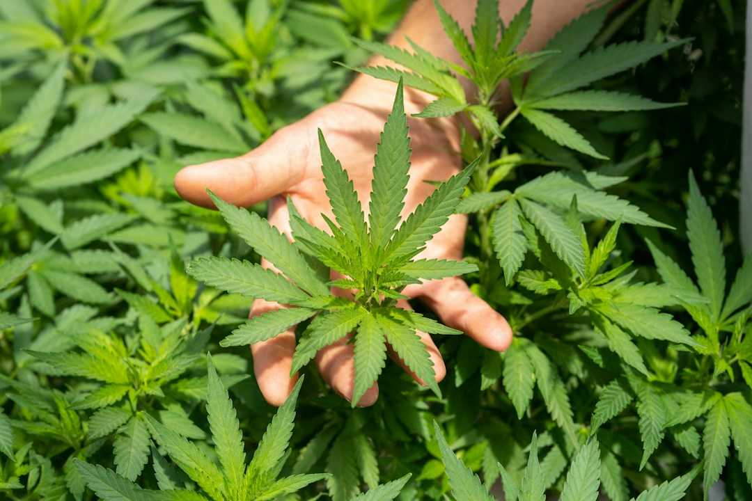 What Is the Difference Between CBD and THC? 1 img
