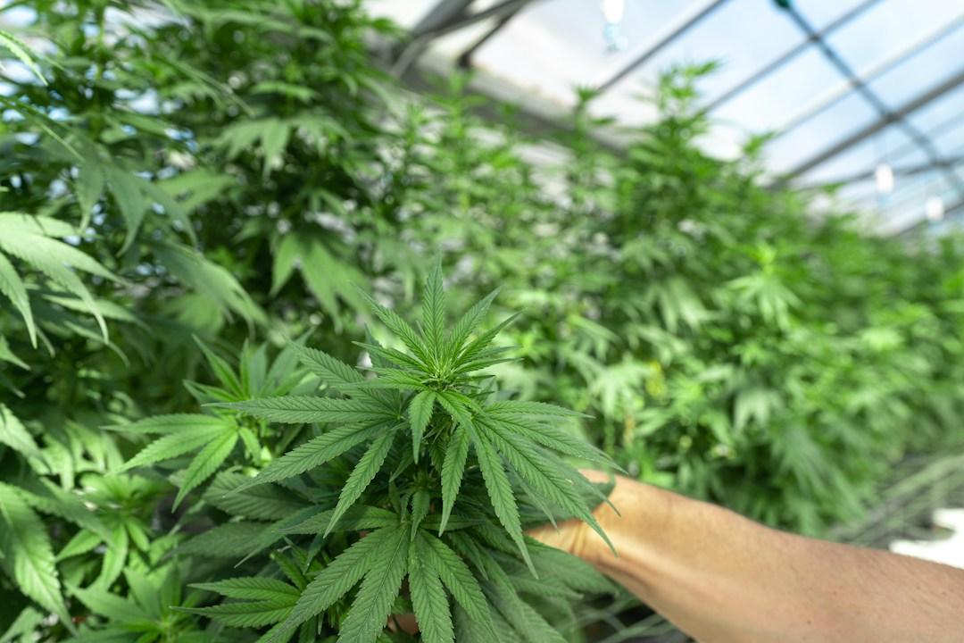What Is the Difference Between CBD and THC? 2 img
