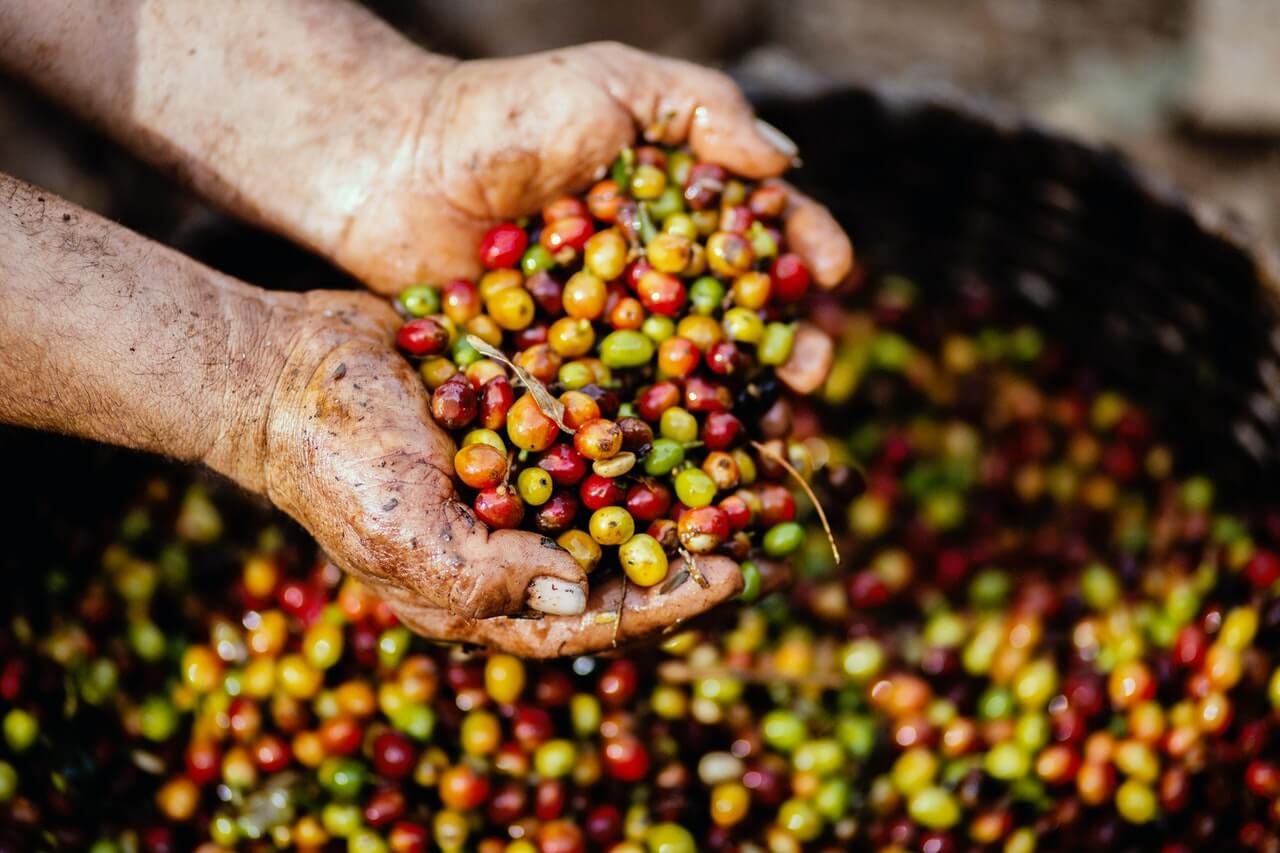 3 Things You Didn’t Know About Coffee 1 pexels livier garcia 1459339